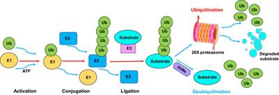 Elucidating the role of ubiquitination and deubiquitination  - Frontiers